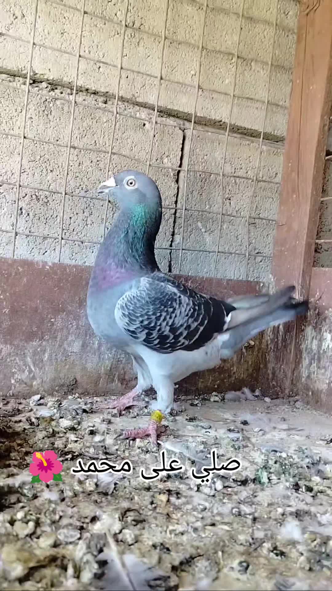 @ملك الزاجل