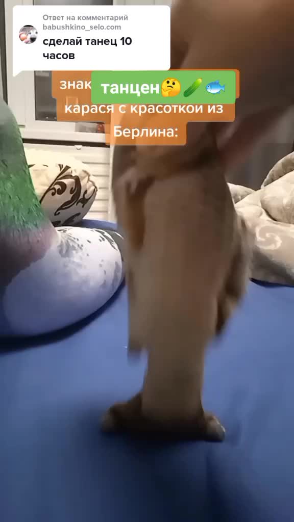 @карасёнок два два восемь