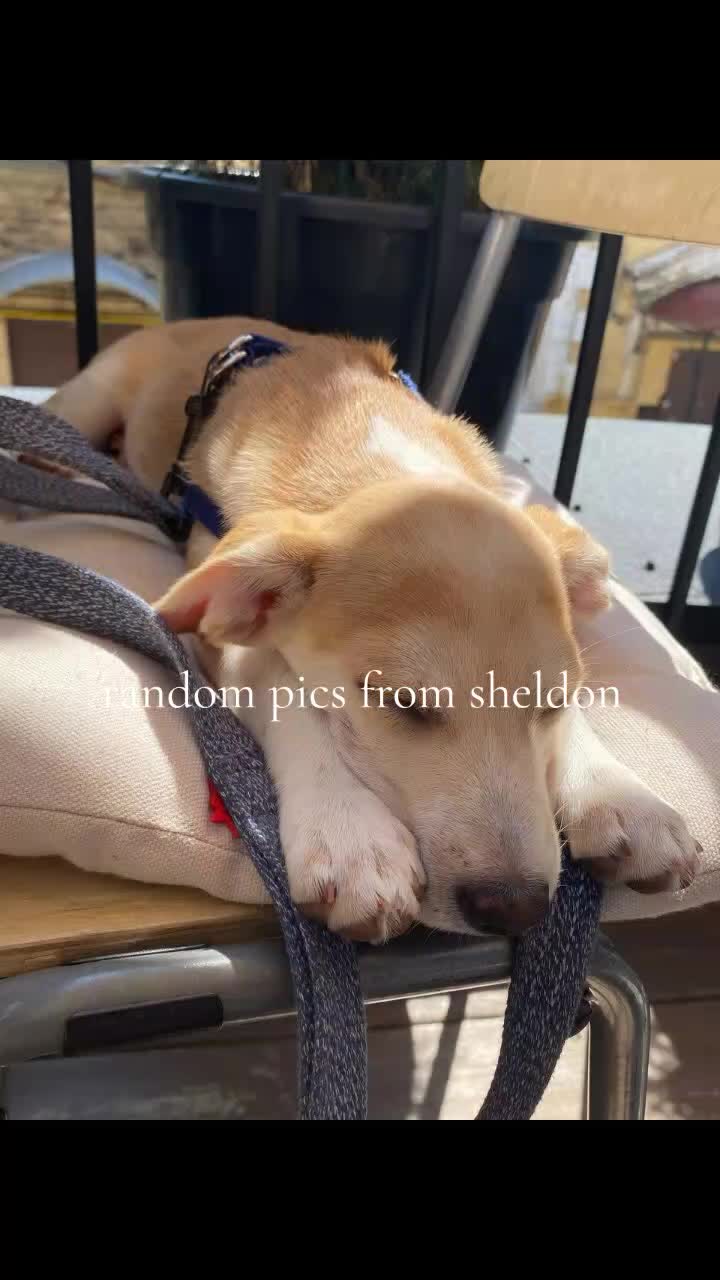 @Sheldonthedog