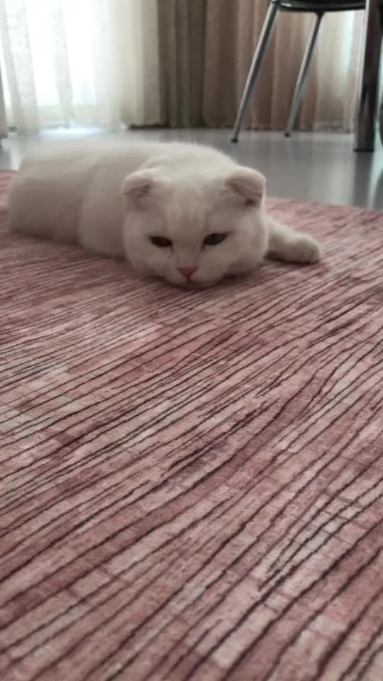 @poncik 🐱