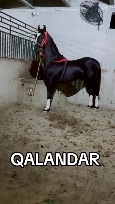 @Farasat Ali Ranjha Awan