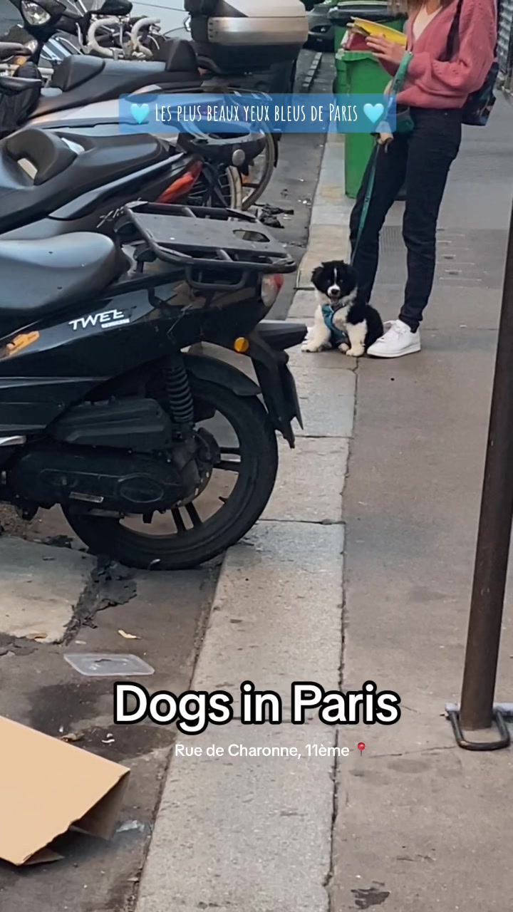 @dogs in Paris 🐶