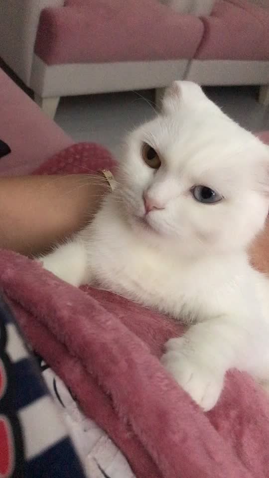 @poncik 🐱