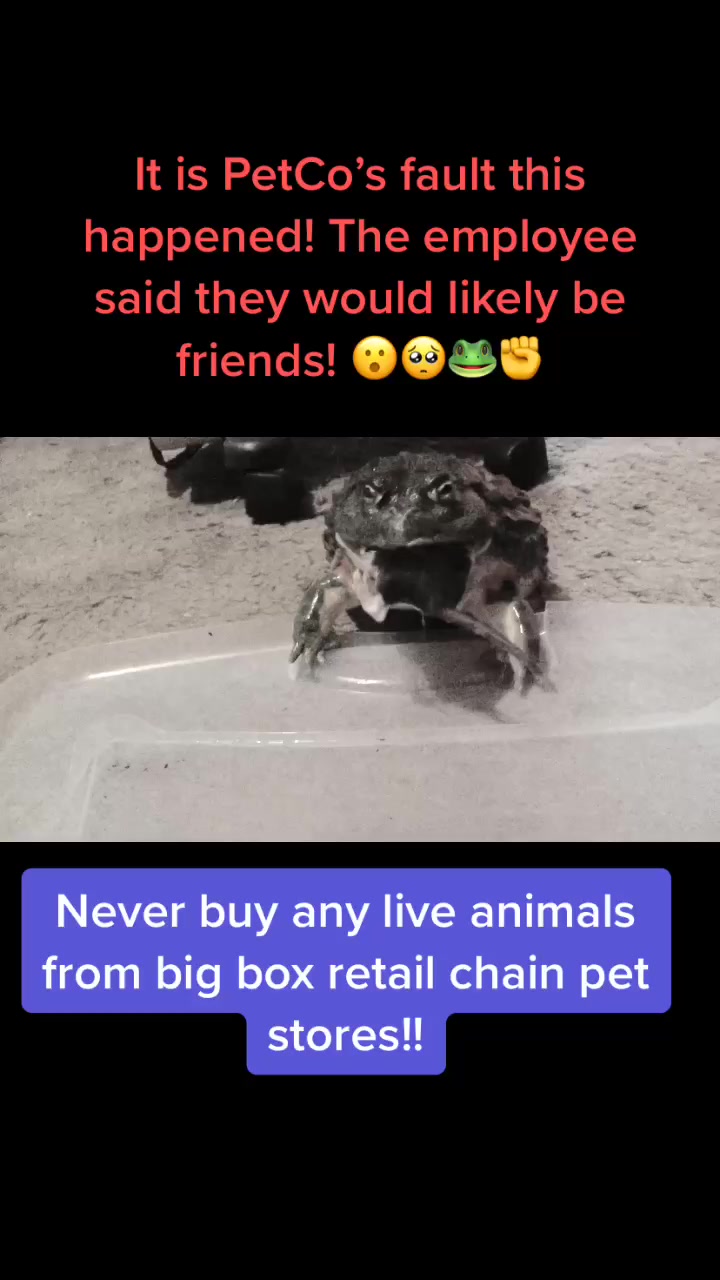 @Reptile Edu-tainment