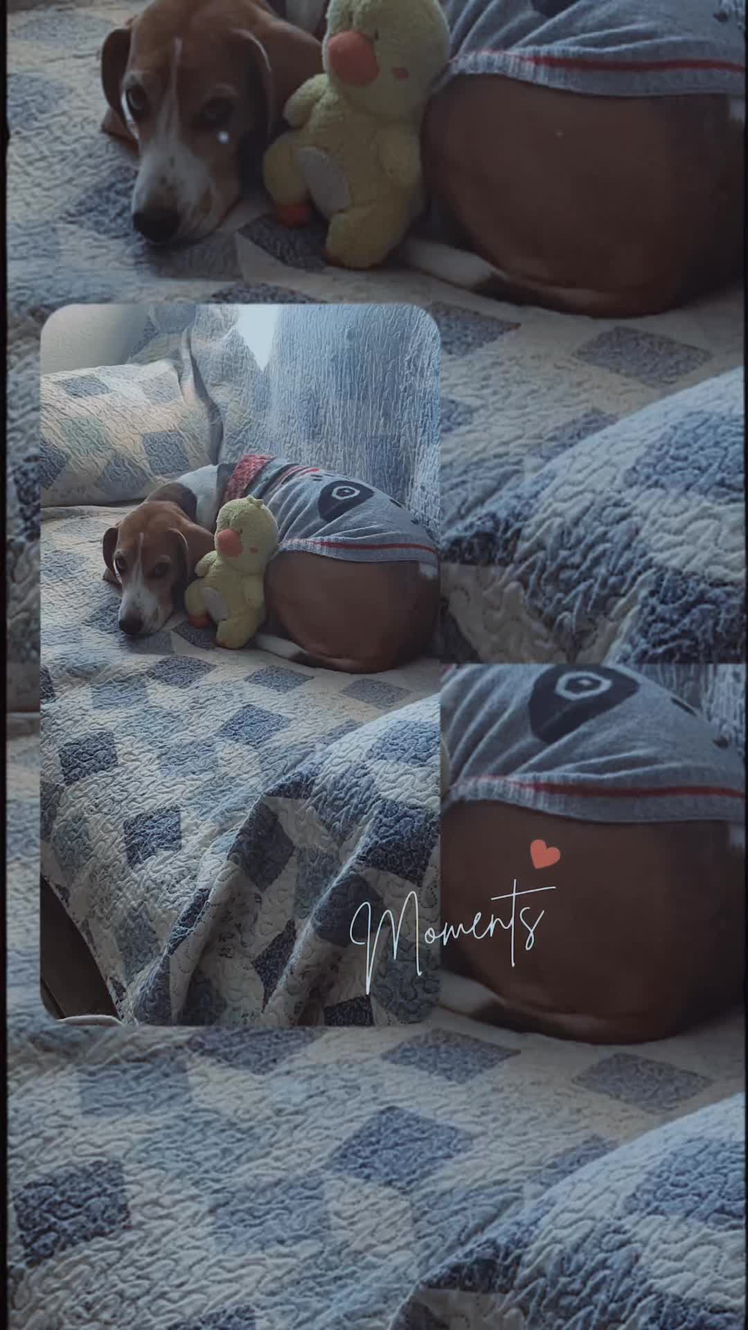 @Adventures of sky the beagle
