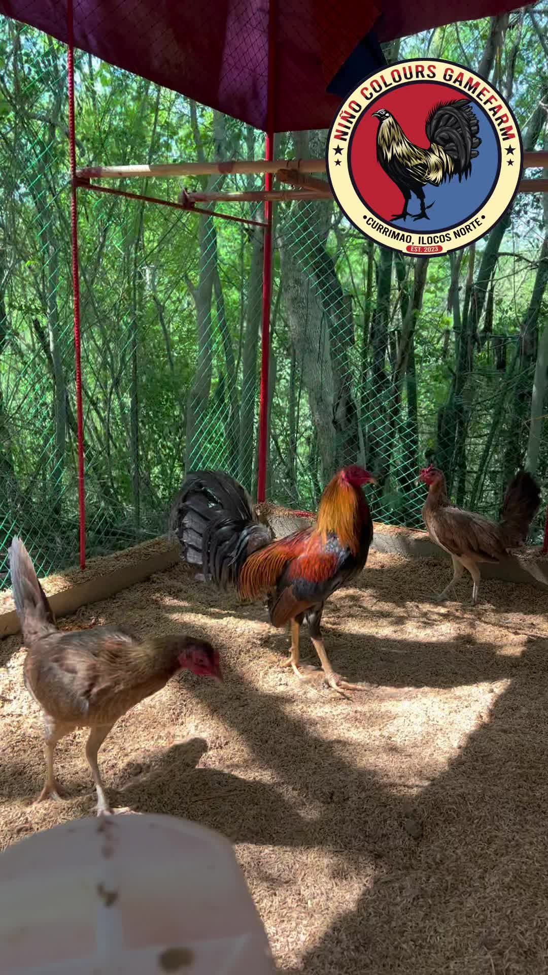 @Niño Colours Gamefarm