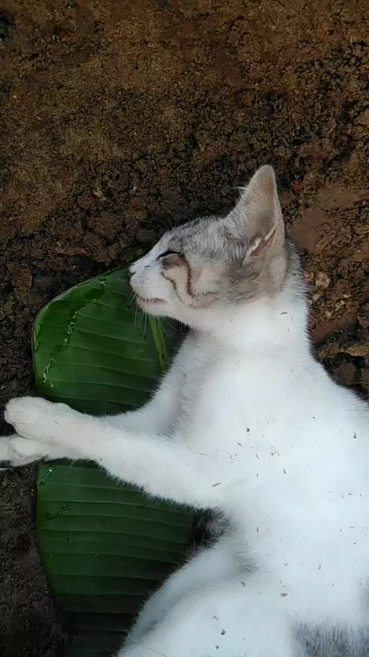 @Manohar Rajahuli