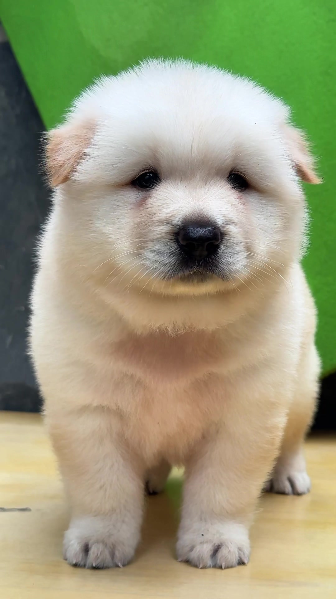 @南粤陪伴犬