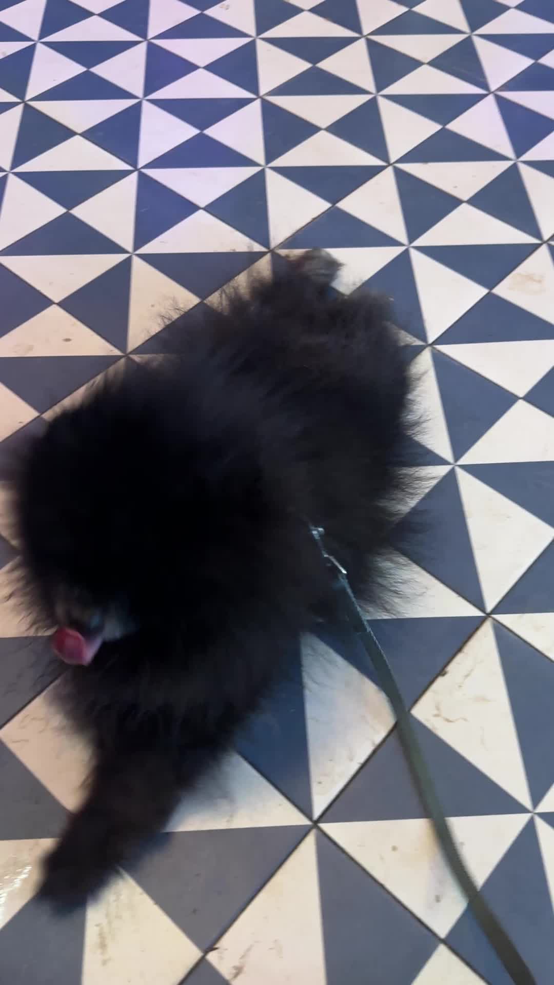 @pomeranian_iru_madrid