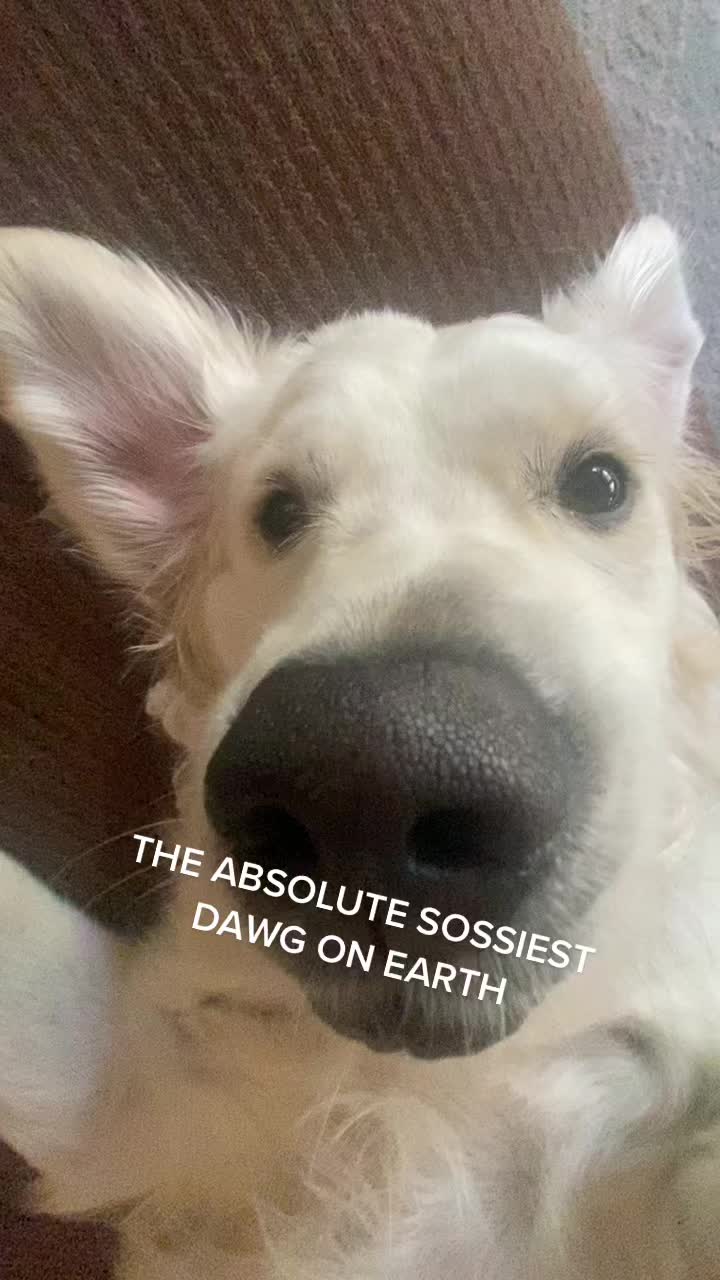 @pierredawg