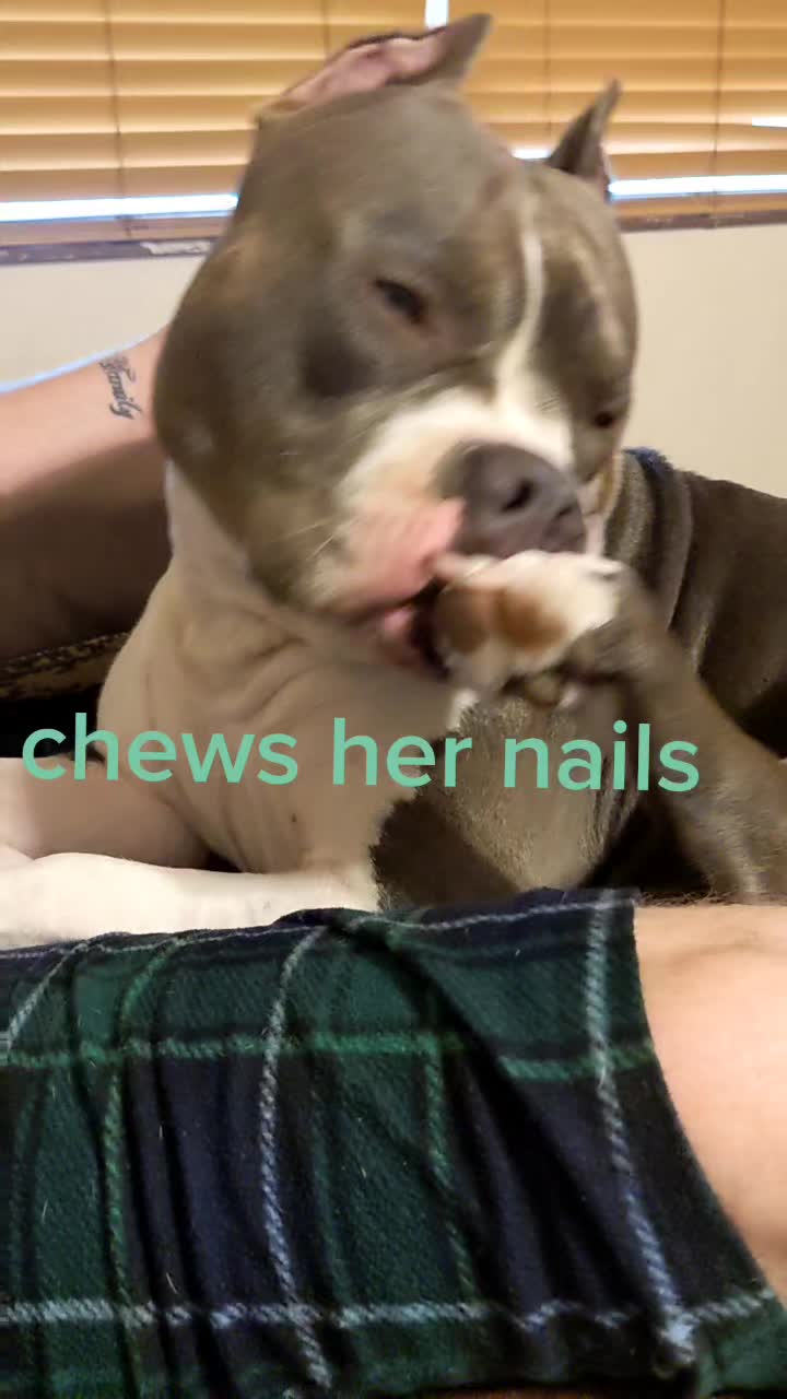 @Bella_Blue_Bully