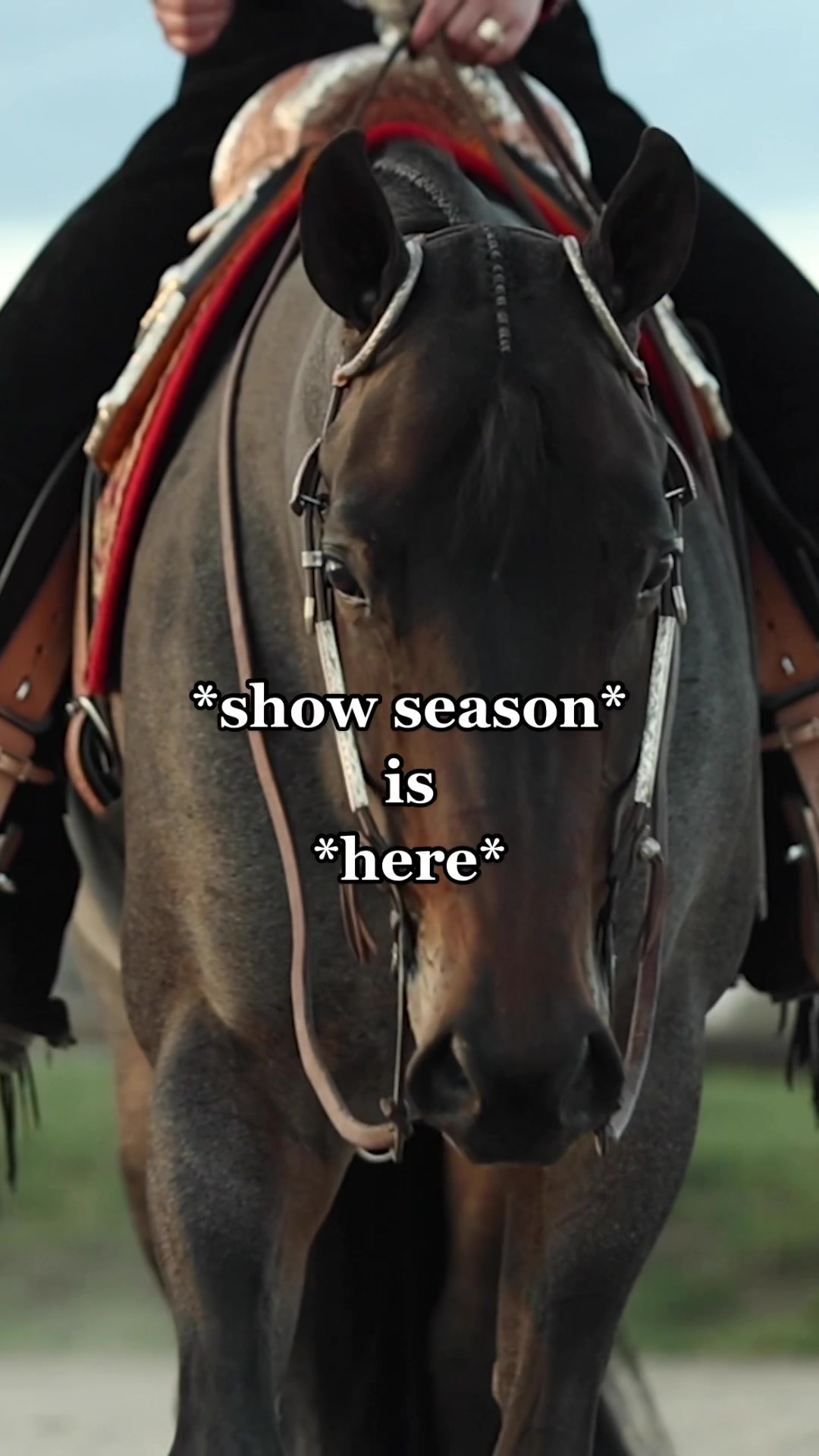 @Rachel ⚡️ Equine Photographer