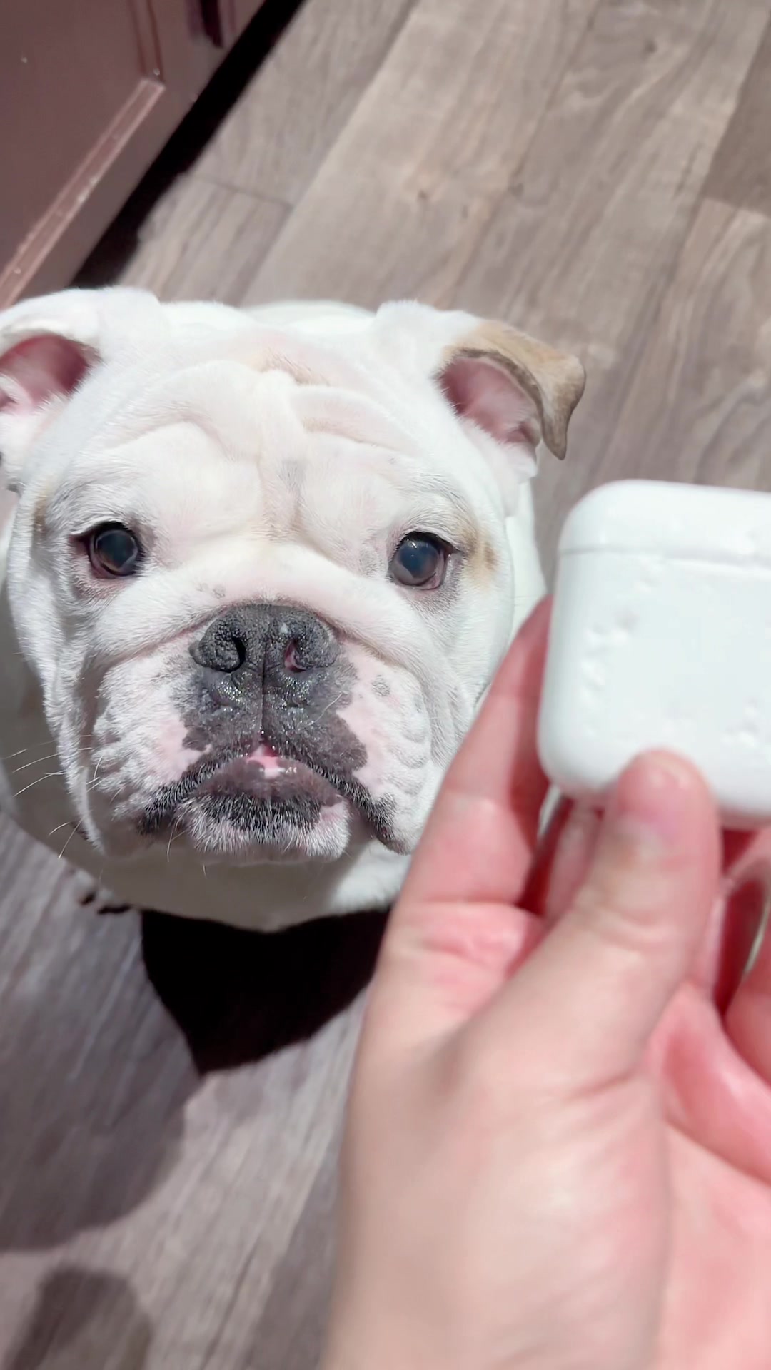 @PanchoTheEnglishBulldog