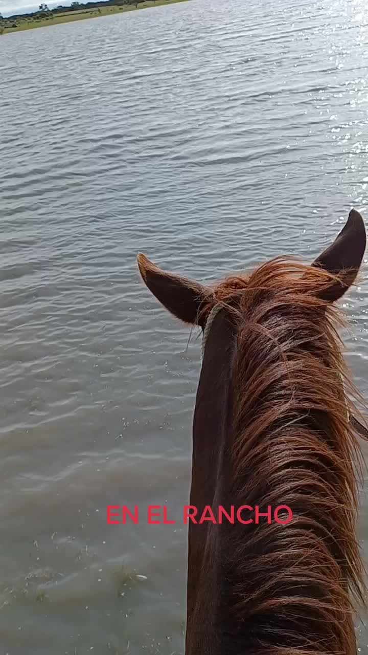 @El zurdo🌵🐴