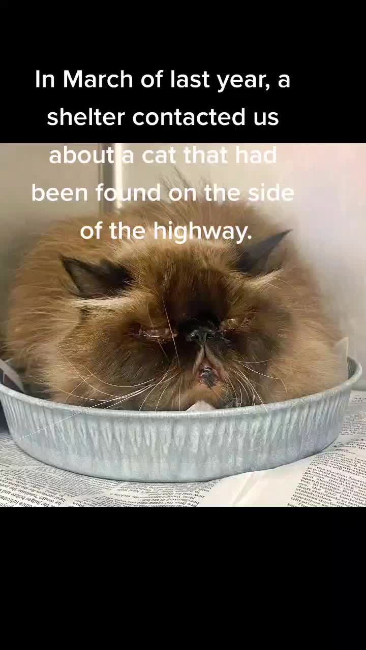 @South Texas Persian Rescue