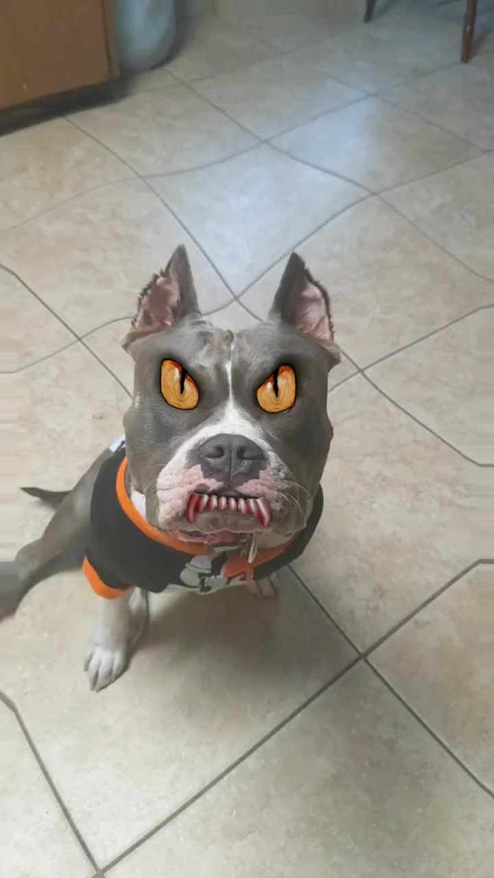 @Bella_Blue_Bully