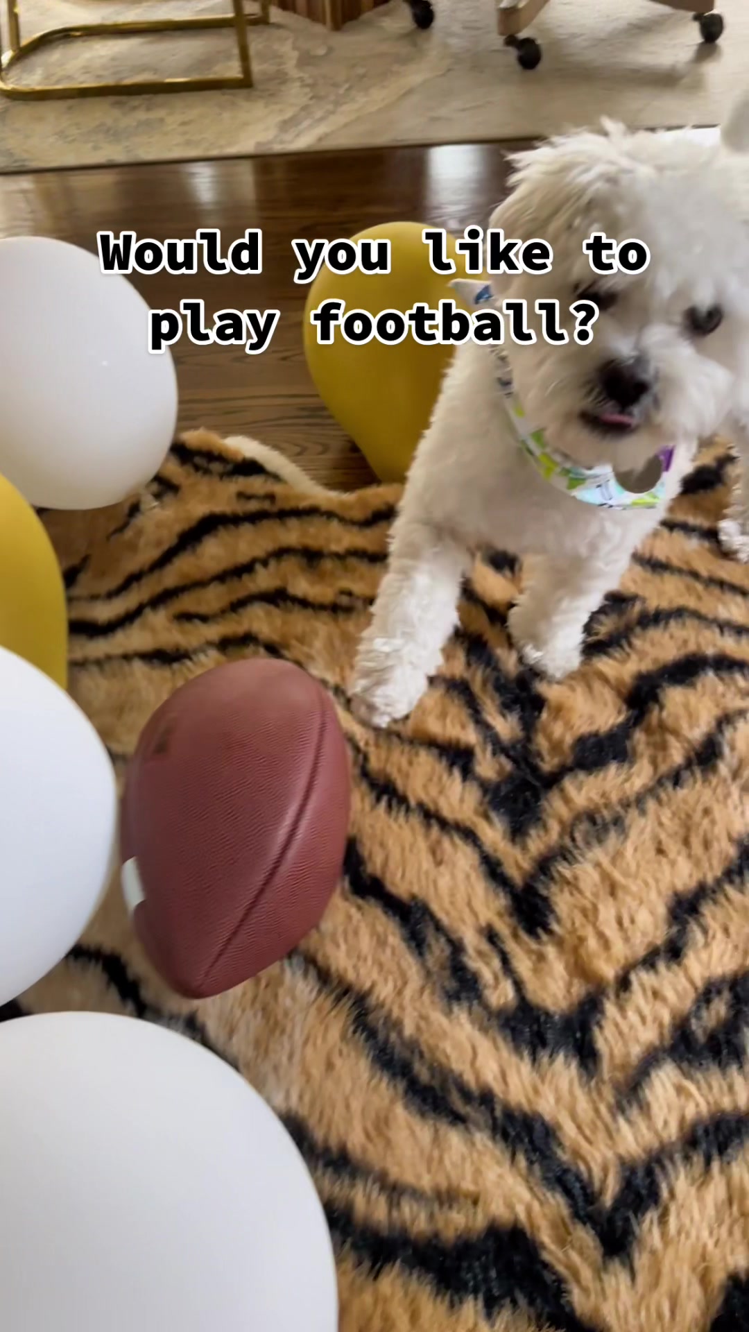 @Cloud the Dog