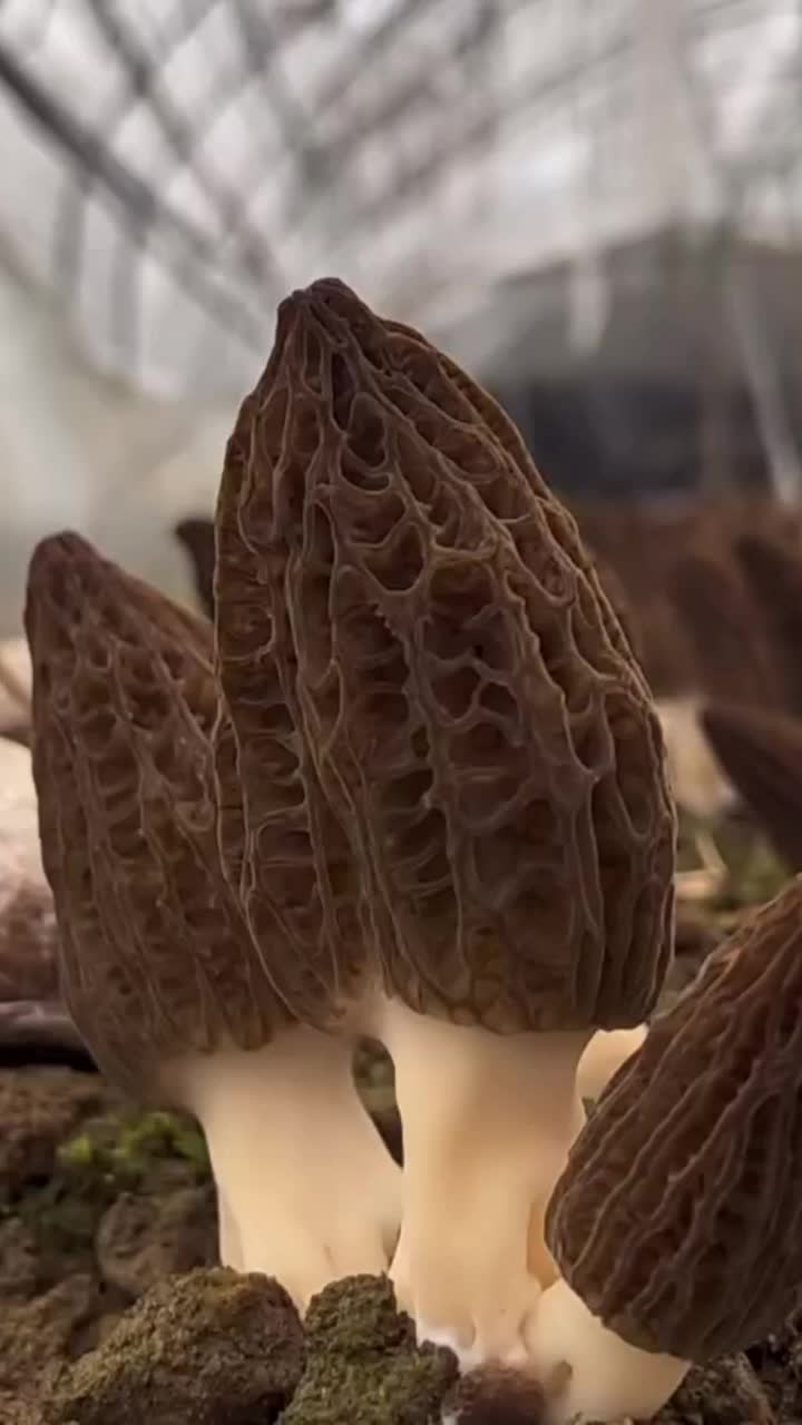 @satrisemushroom