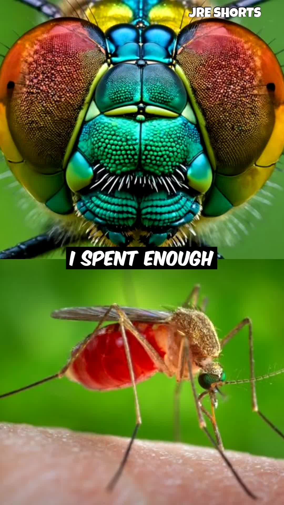 @Joe Rogan Podcast Clips