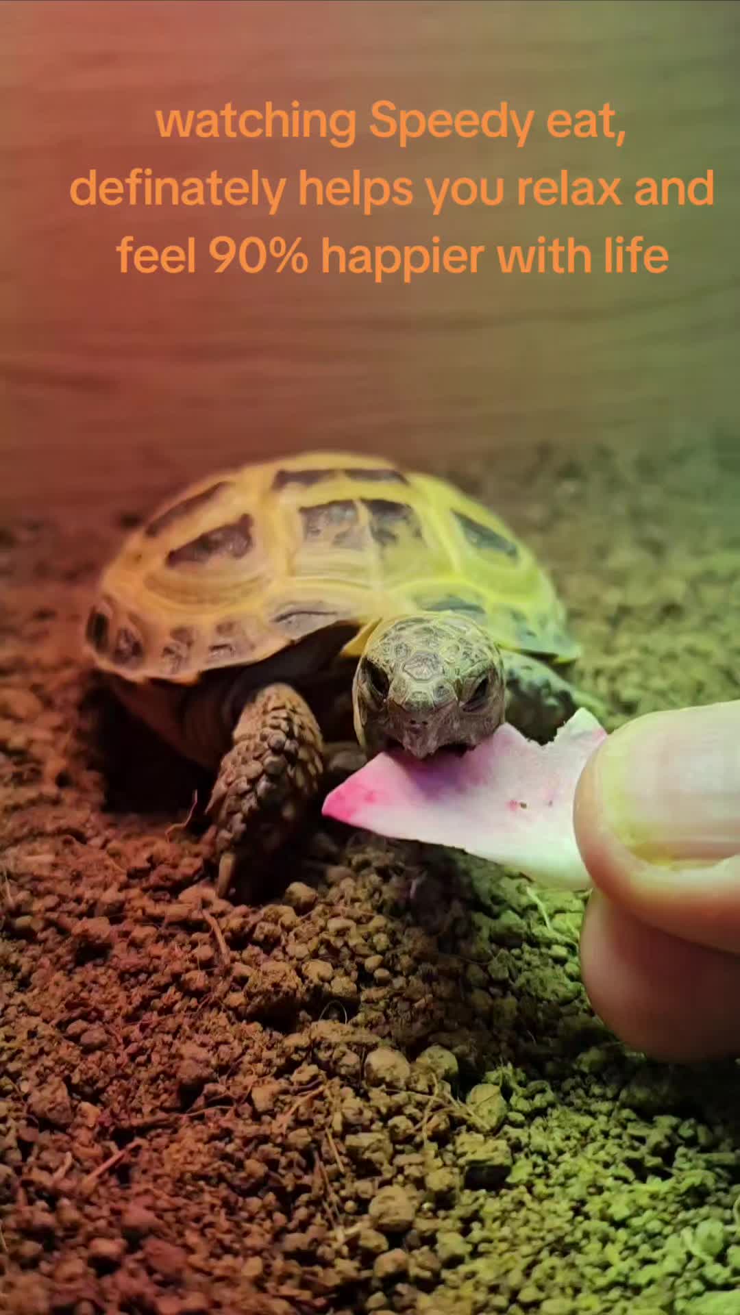@speedy_the_tortoise