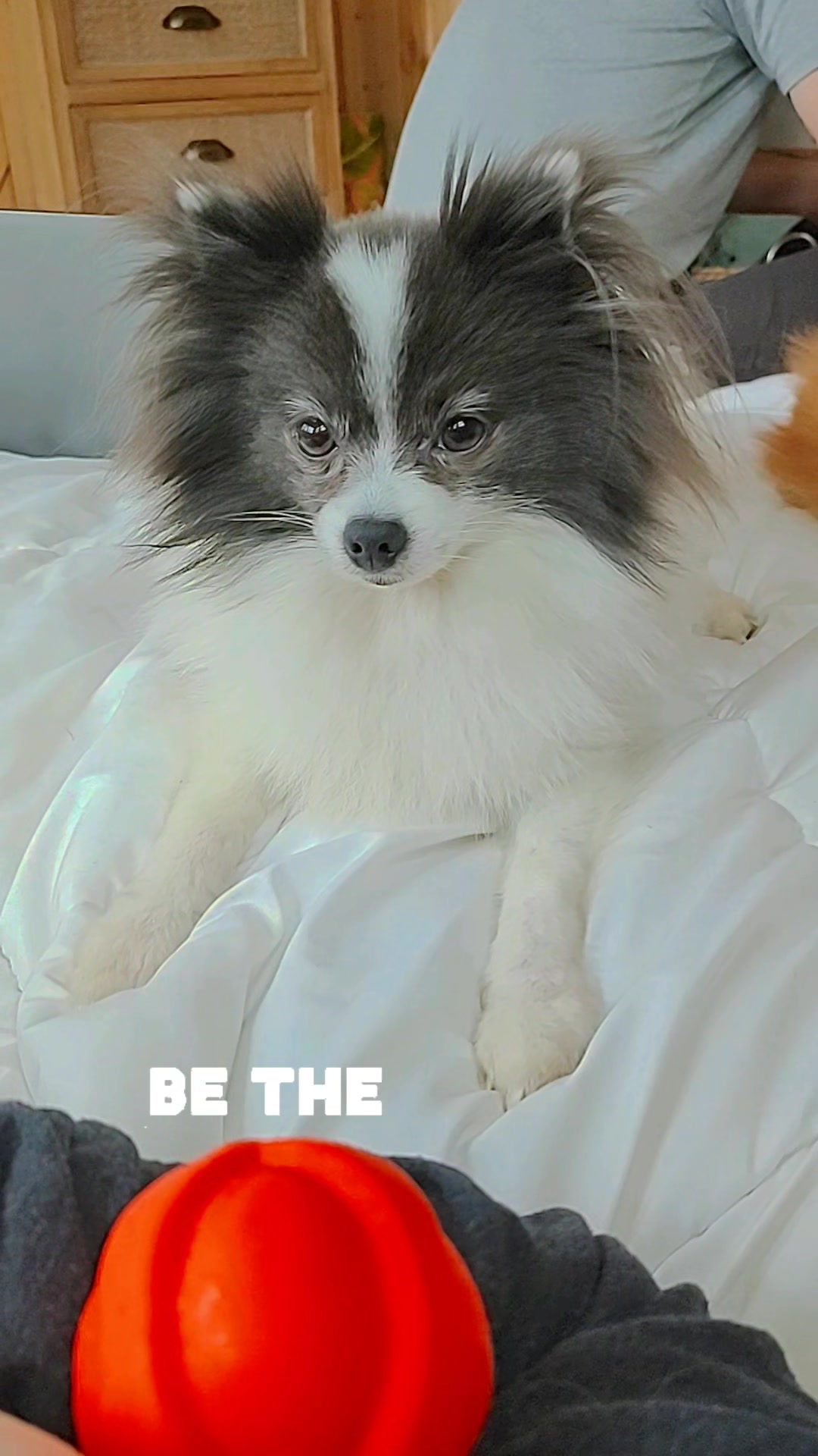 @Arlo The Pom ๐พ