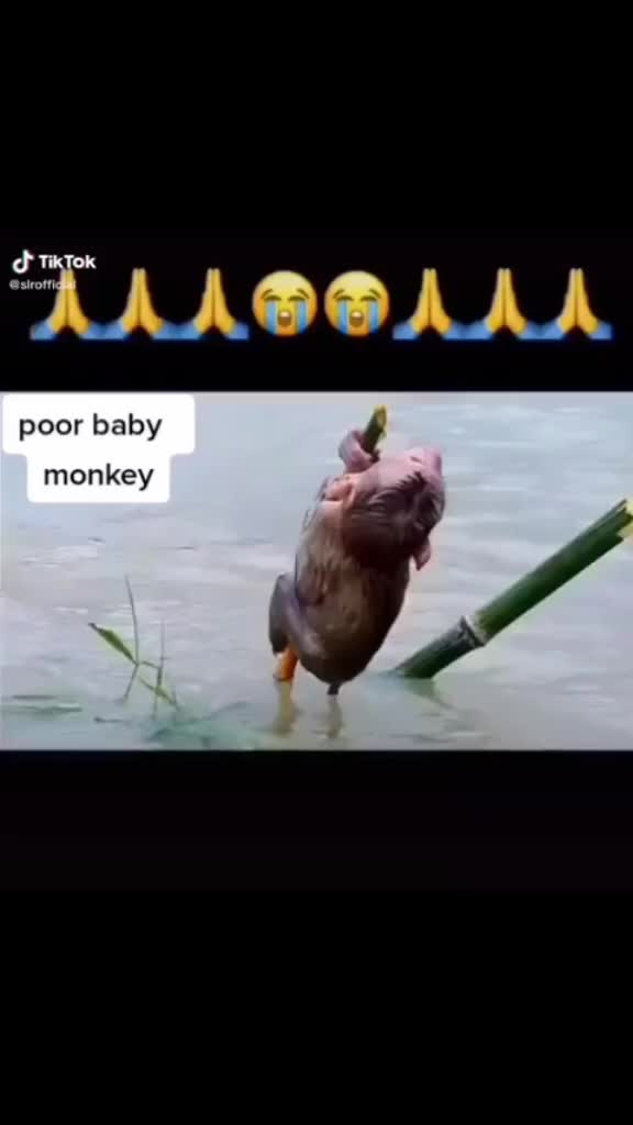 @mohammad saddam 786