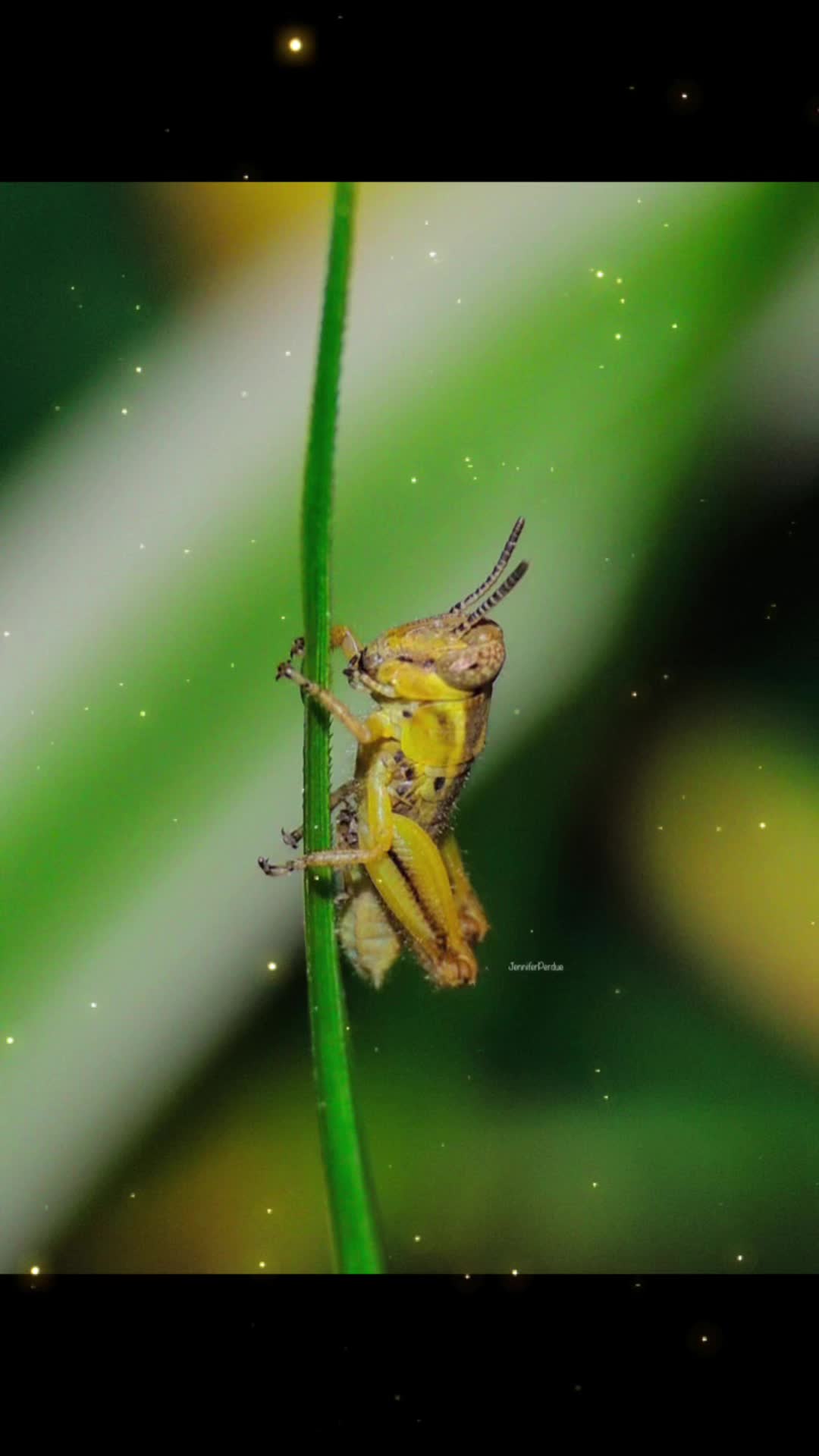 @Jennifer’s_Bugs