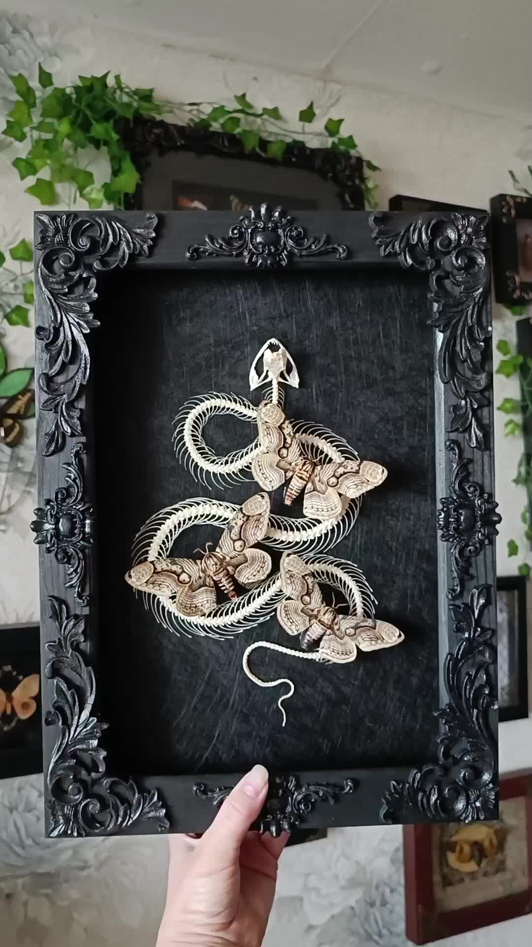 @TarantulaBox
