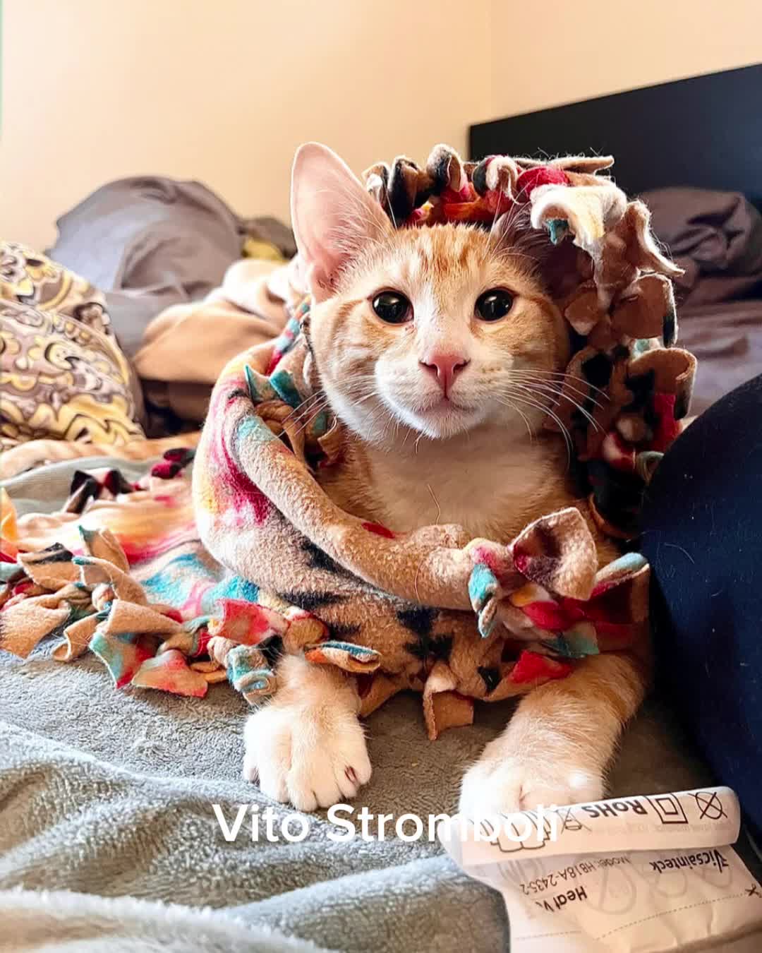 @ohkarajane 🐈