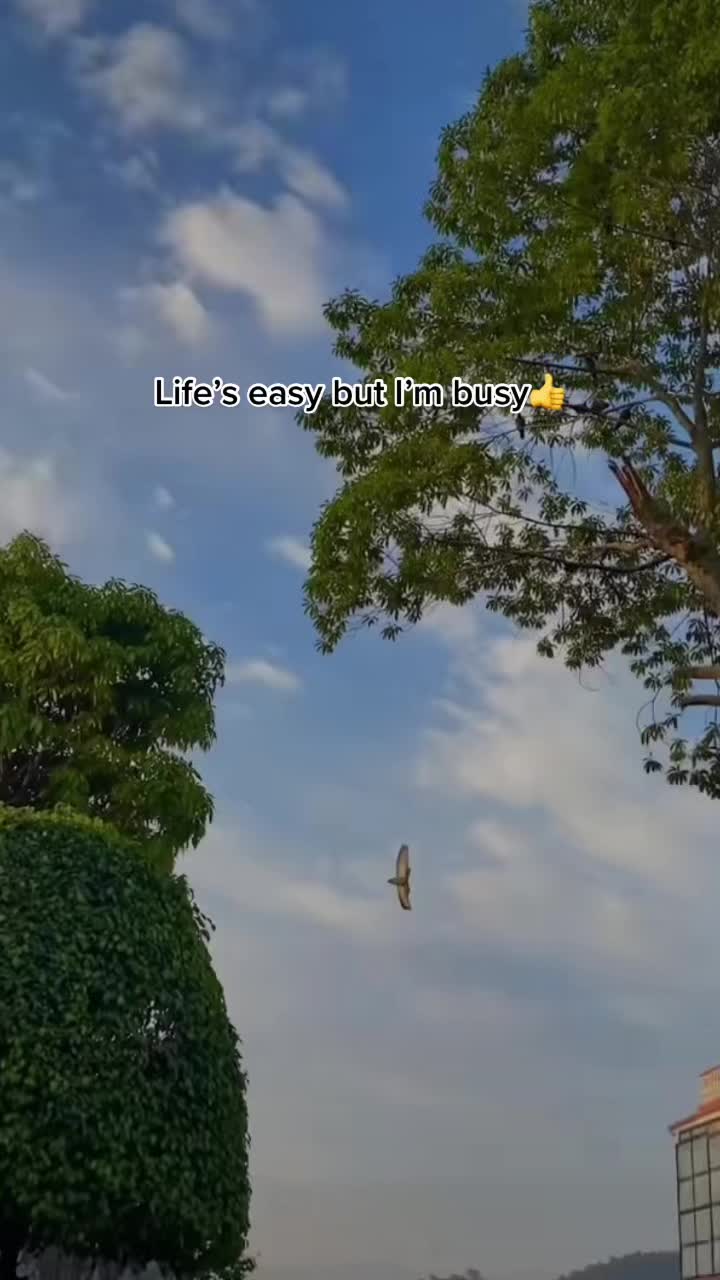 @hallelujah