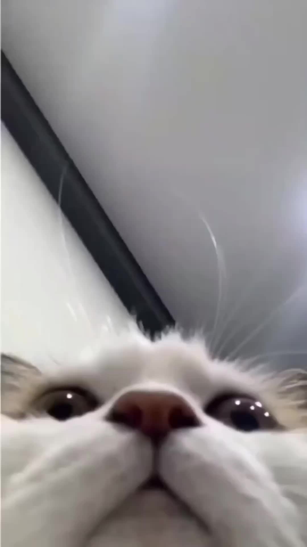 @whoopoi