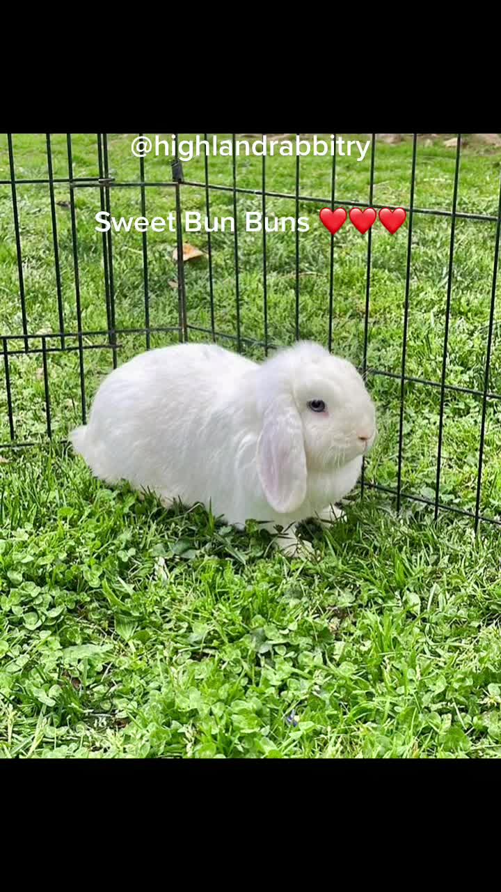 @HighlandRabbitry