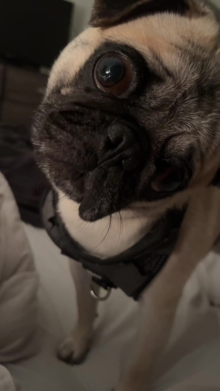 @Rigatoni the Pug