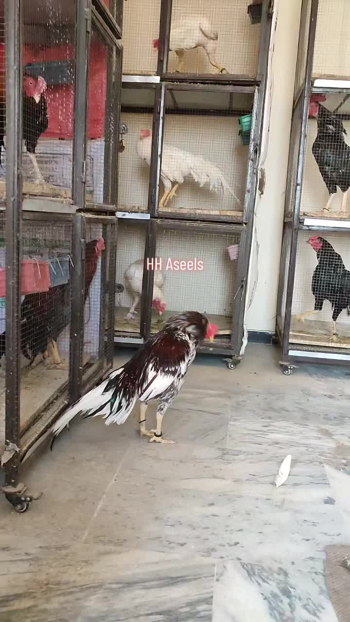 @HH &Aring;sėəłs1