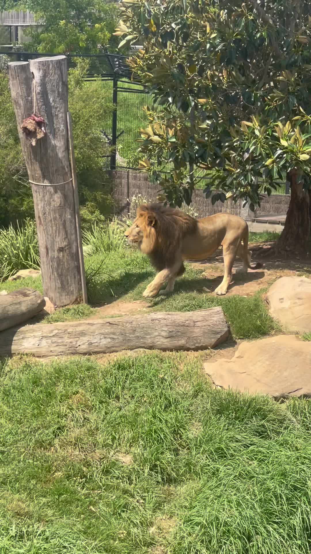 @judeszoolife