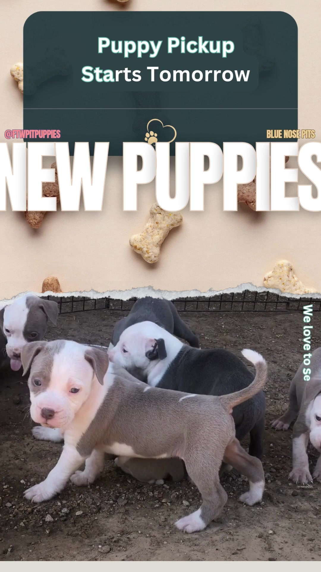 @Fort Worth Pit Puppies