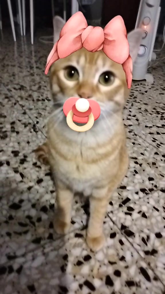 @lalocadelosgatos