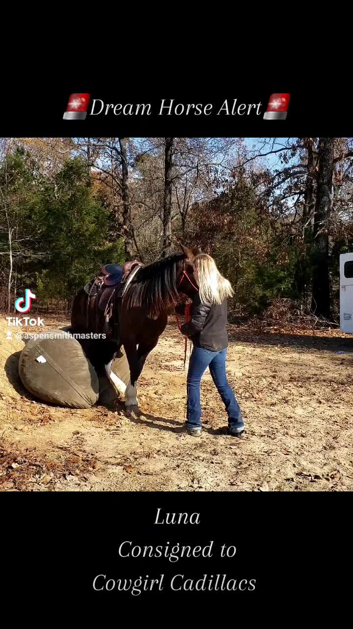 @Ozark Mountain Horses LLC
