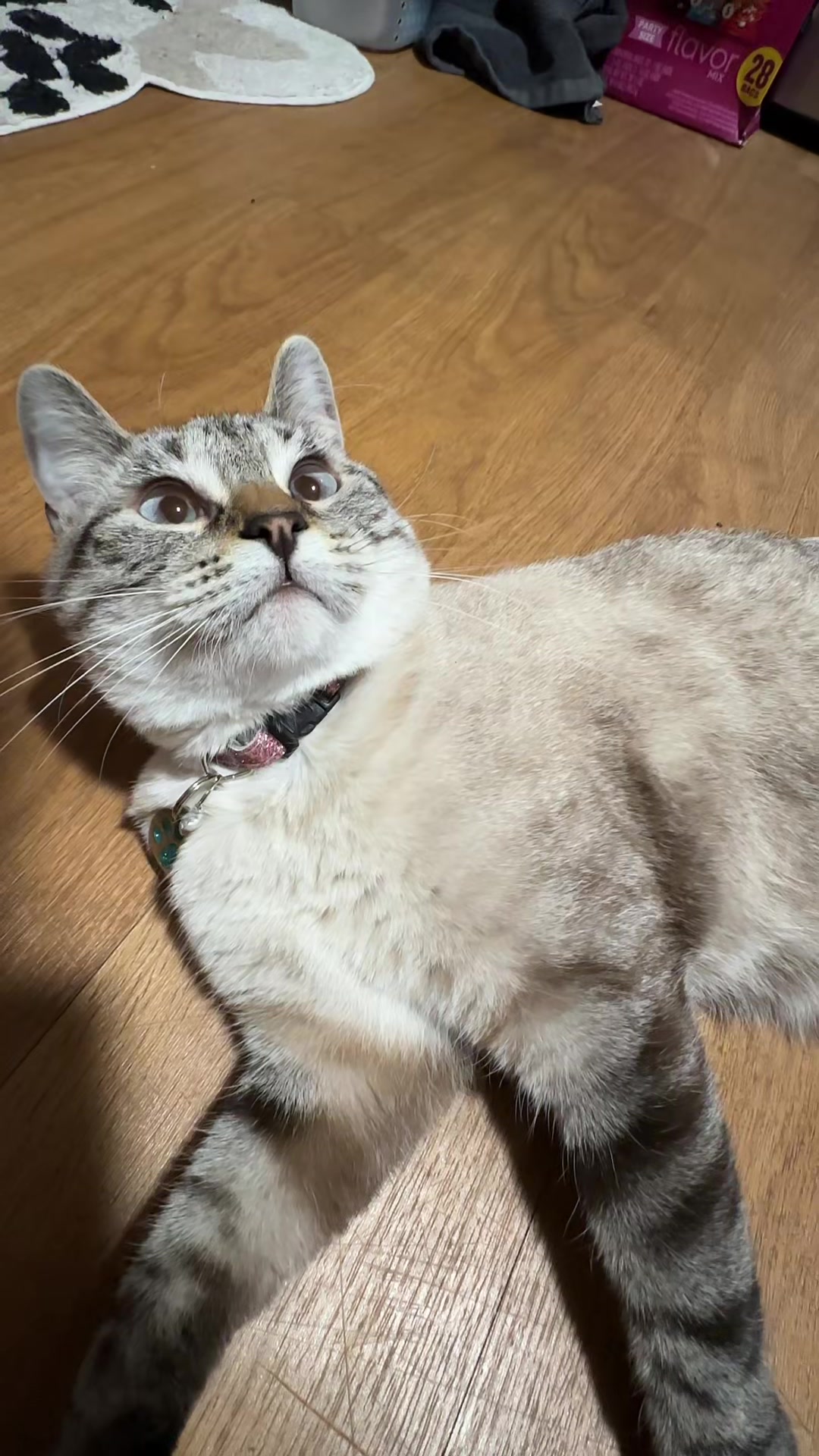 @willowthecollegecat