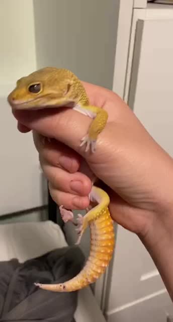 @CuteKatPhish