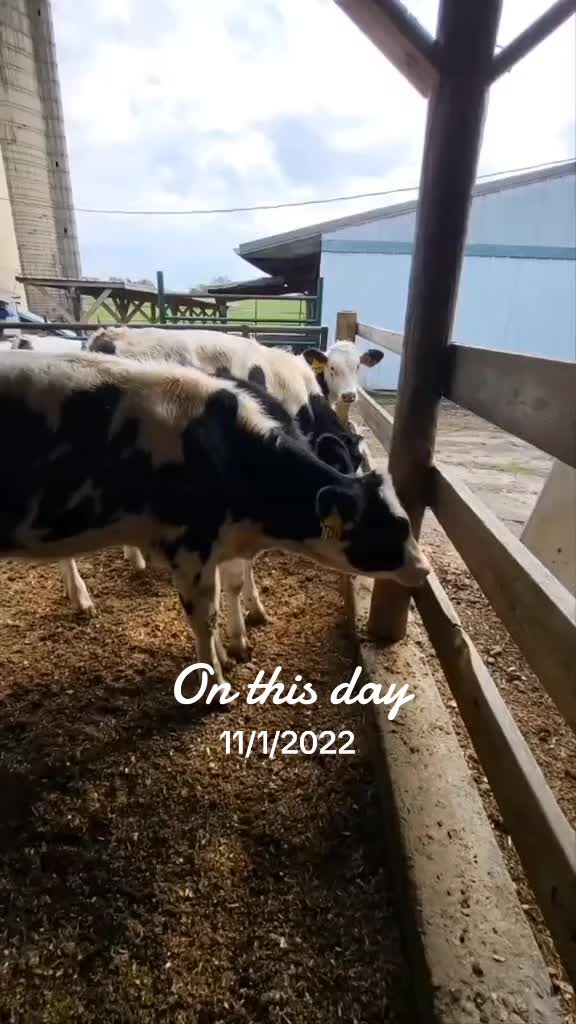 @Farmer Moo