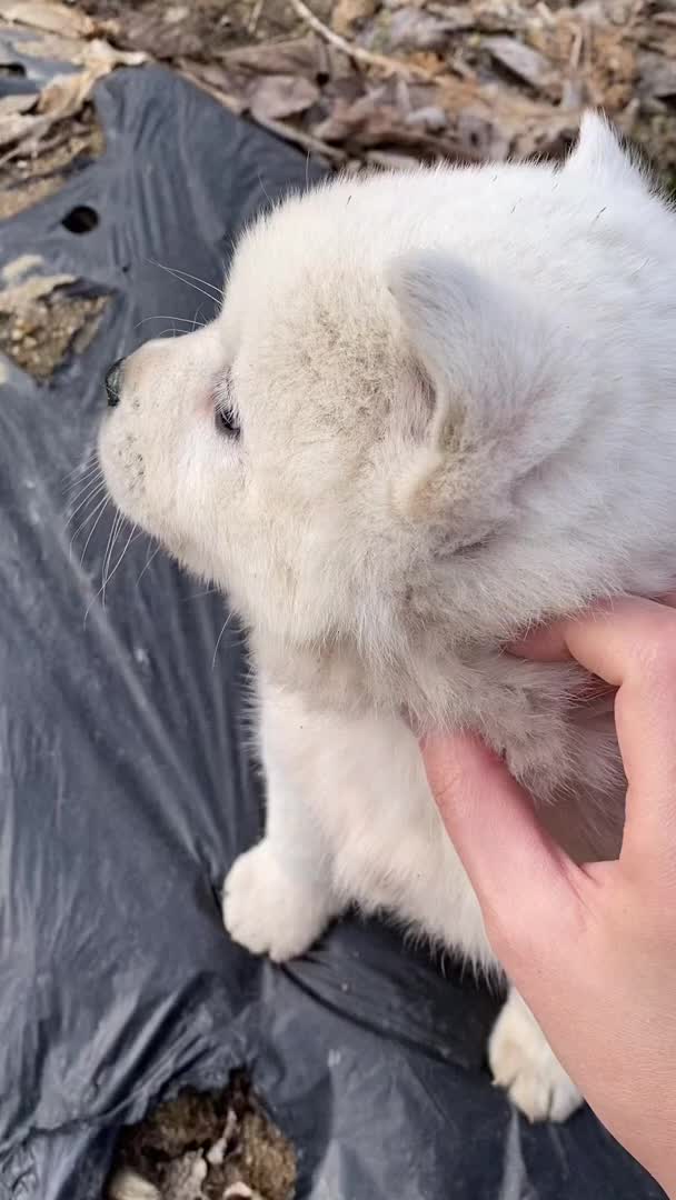 @Cute_Puppy_01