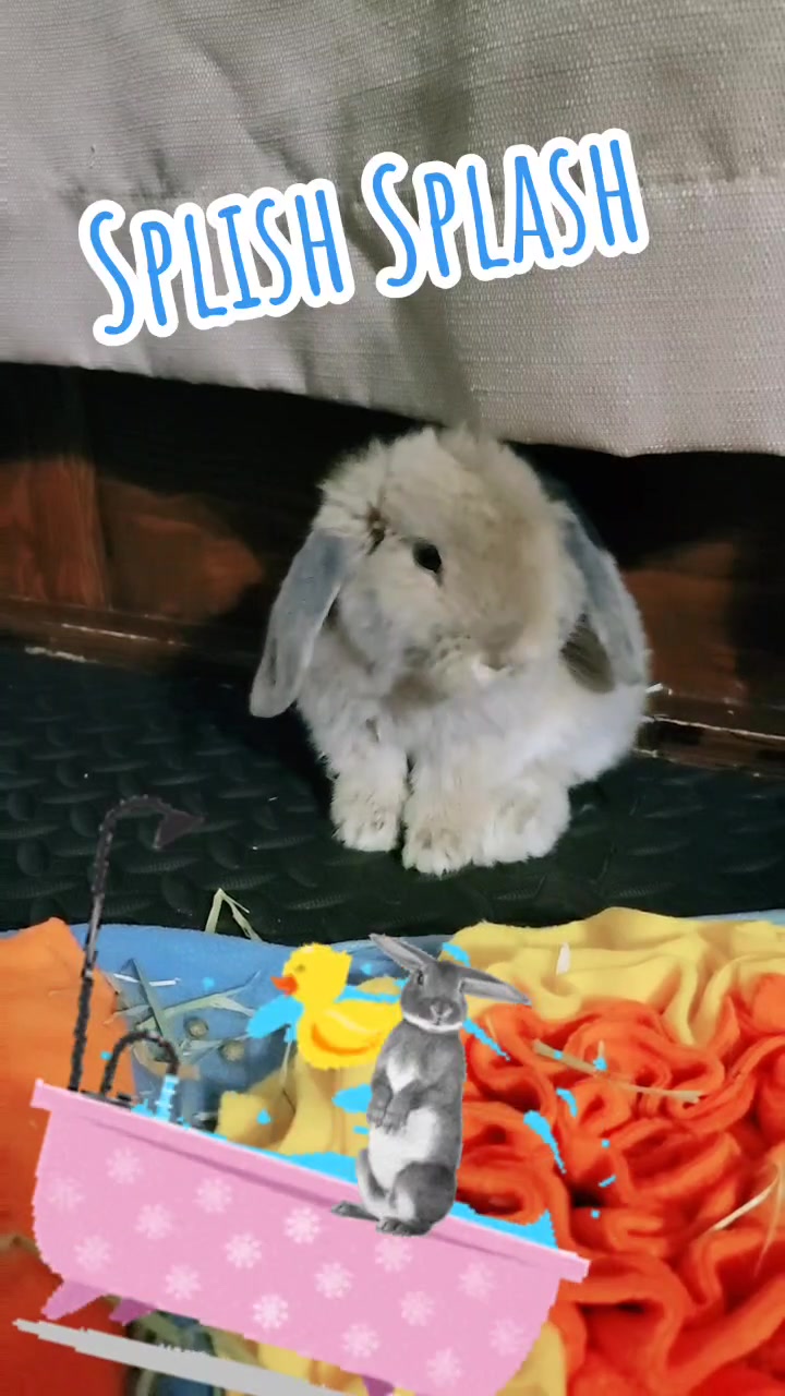 @Hunny Bunny