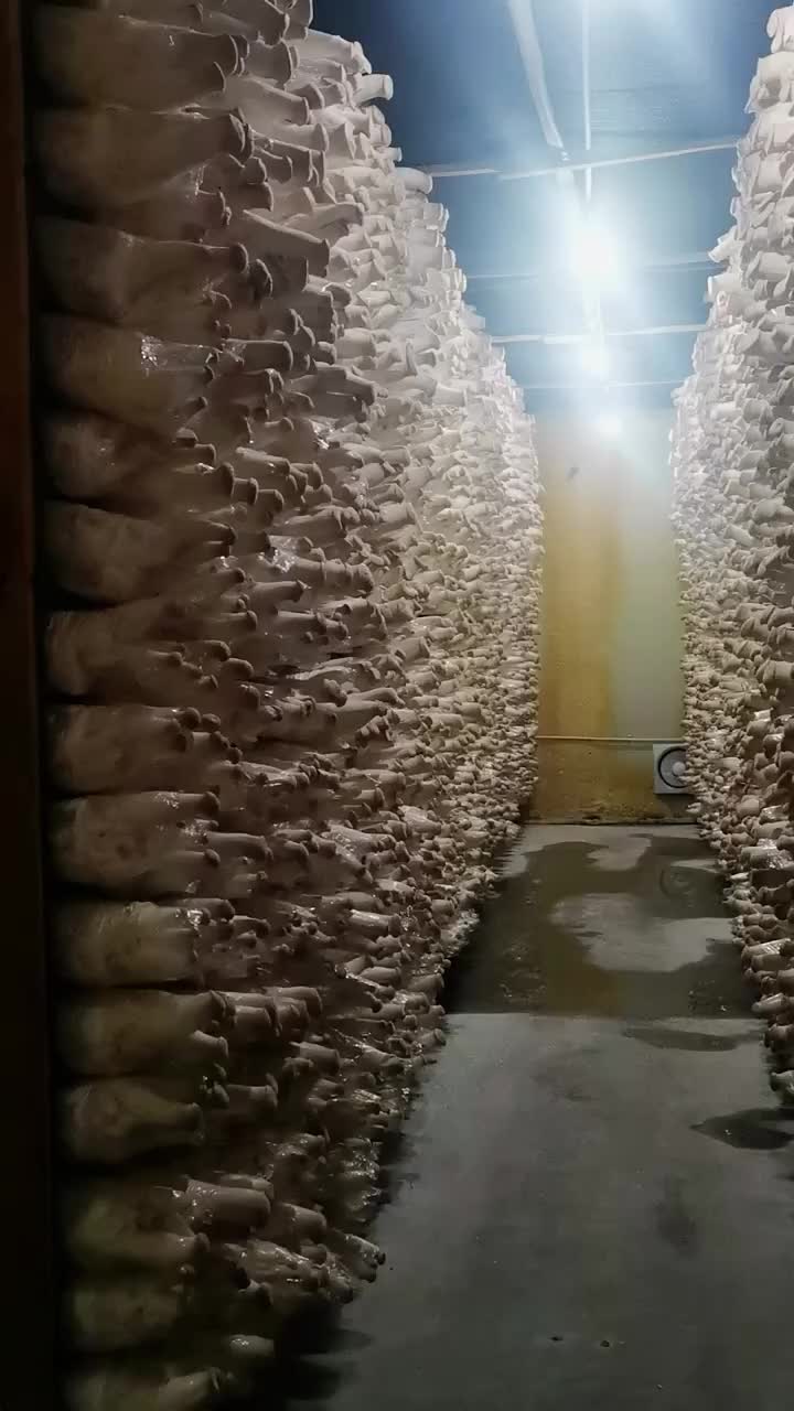 @satrisemushroom