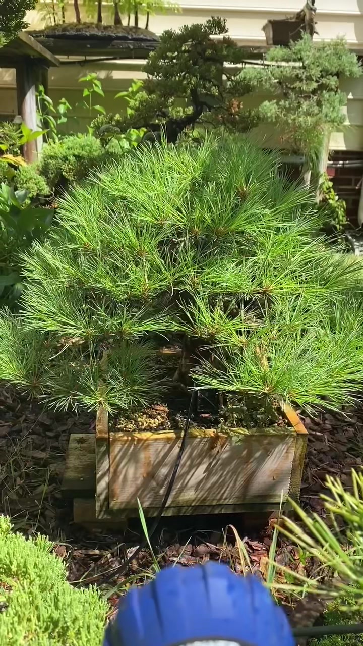@Bonsai Movement