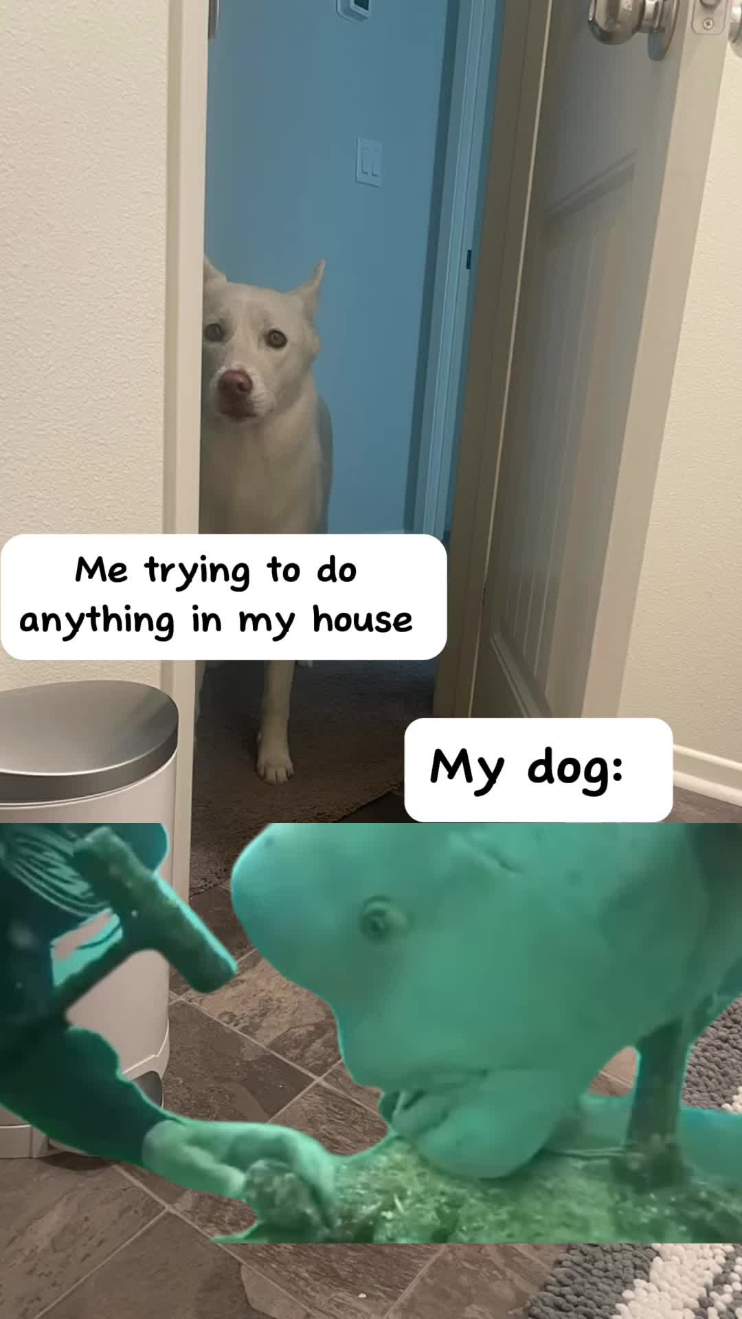 @Erza The Husky