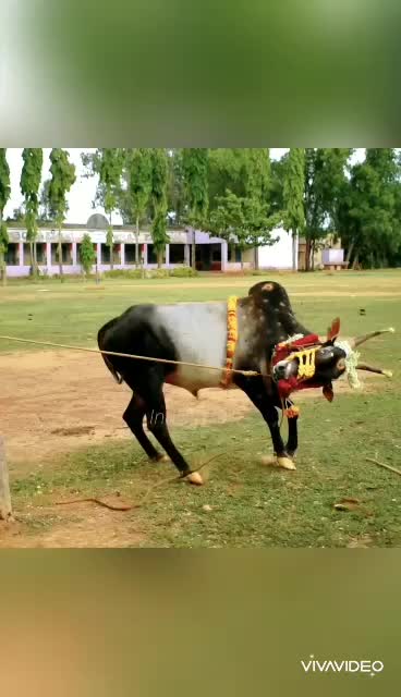 @ಕುರುಬಾಸ್