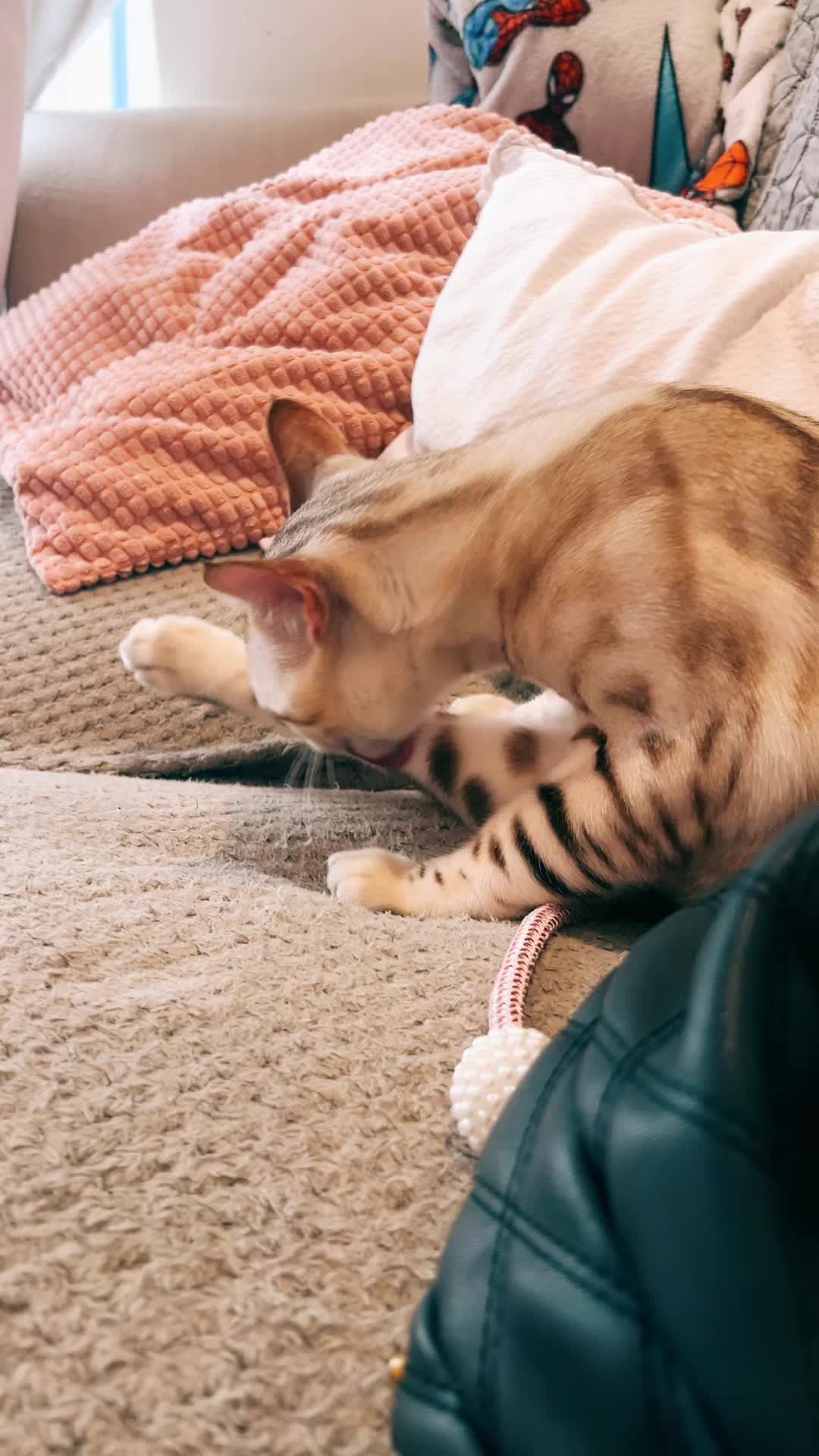 @🐱Aannja93🐱
