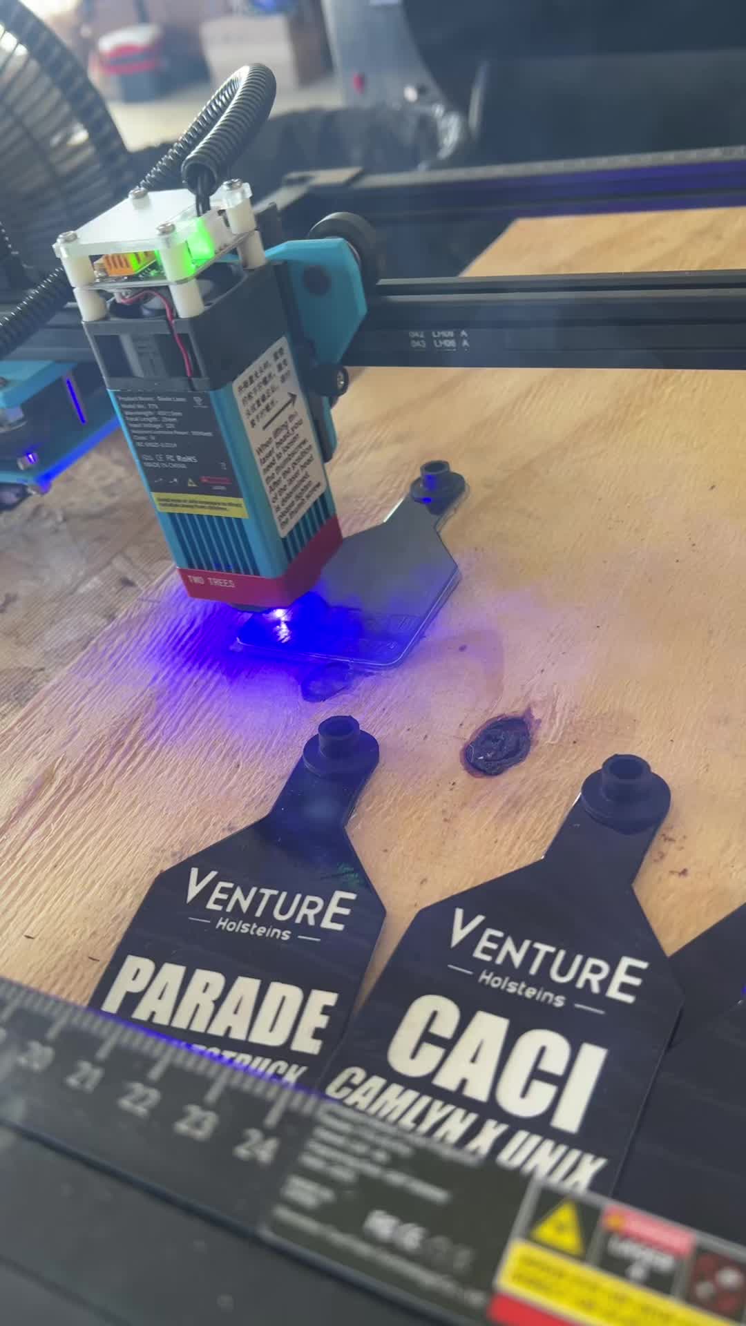@Venture Holsteins