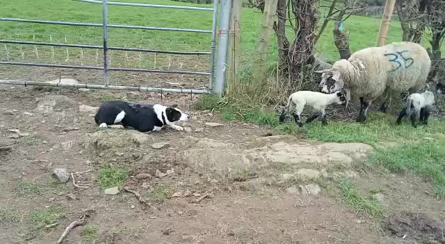 @Ravara and Murray’s sheepdogs